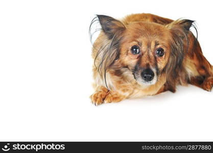 shaggy brown dog is lying quietly