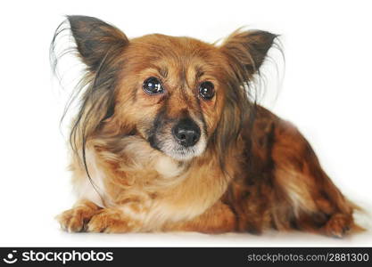 shaggy brown dog is lying quietly