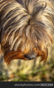 shaggy guilty Yorkshire terrier head. Vertical view