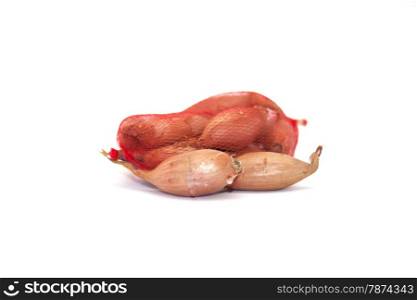 shallot onion