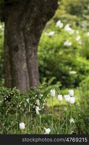 Shallow depth of field landscape in English countryside with tulips in Spring