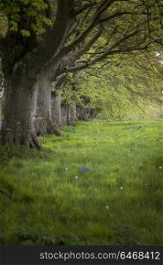 Shallow depth of field landscape of beech tree avenue in English landscape