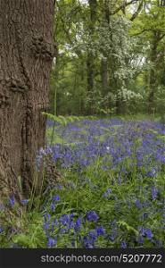 Shallow depth of field landscape of bluebell woods in Spring