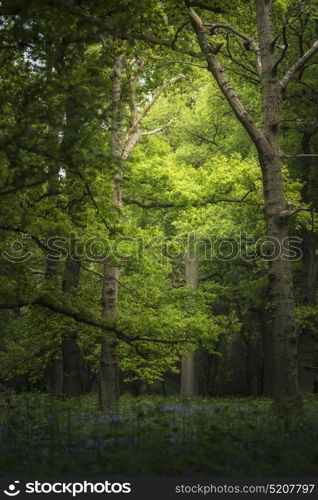 Shallow depth of field landscape of bluebell woods in Spring