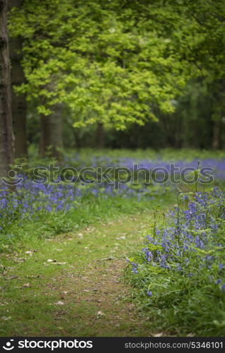 Shallow depth of field landscape of bluebell woods in Spring