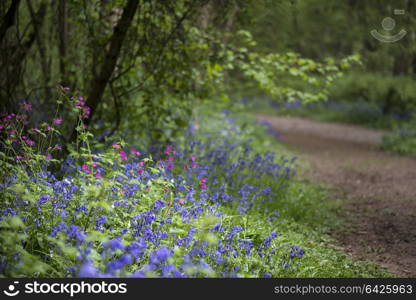 Shallow depth of field landscape of bluebell woods in Spring