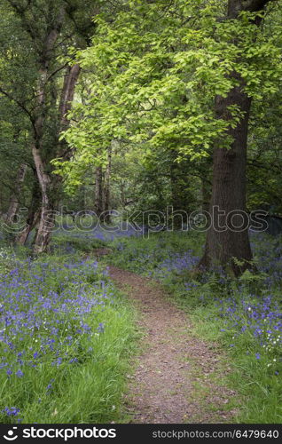Shallow depth of field landscape of vibrant bluebell woods in Sp. Shallow depth of field landscape of bluebell woods in Spring