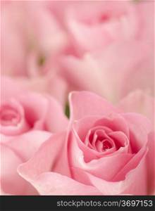 Shallow depth of field picture with romantic pink roses.