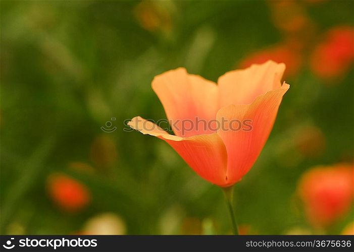 Shallow depth of field used to emphasise vibrant orange wild poppy flower