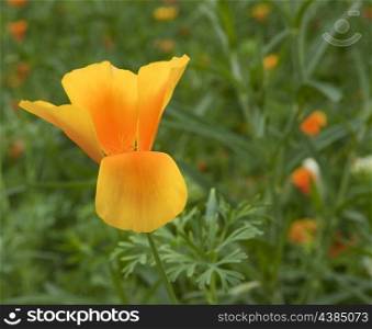 Shallow depth of field used to emphasise vibrant orange wild poppy flower
