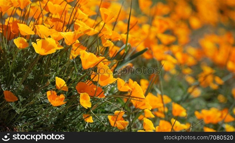 Shallow DOF view of orange California poppies