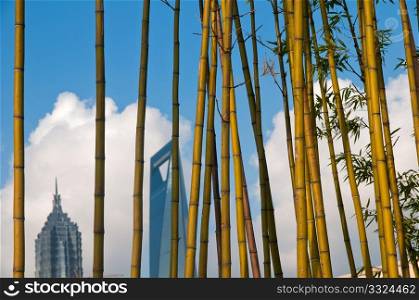 shanghai pudong view from puxi new bund on a sunny day with white clouds and blue sky behind bamboo trees