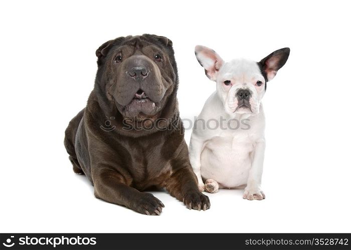 Shar-Pei and a French Bulldog puppy. Shar-Pei and a French Bulldog puppy in front of a white background