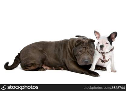 Shar-Pei and a French Bulldog puppy. Shar-Pei and a French Bulldog puppy in front of a white background