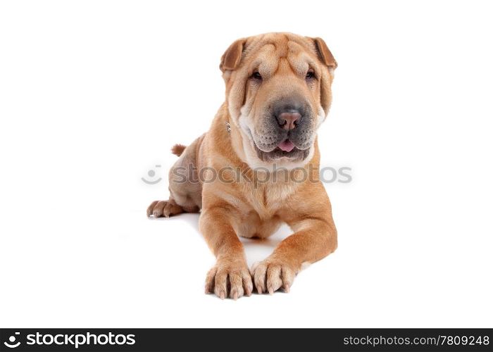 shar pei dog. Front view of Shar Pei dog laying, isolated on a white background