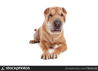 shar pei dog. Front view of Shar Pei dog laying, isolated on a white background