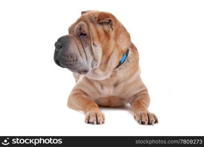 shar pei dog. Front view of Shar Pei dog lying. Dog looking sideways, isolated on a white background