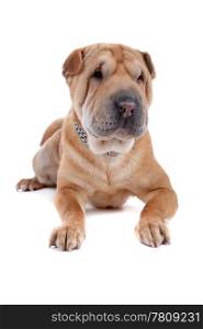shar pei dog. Front view of Shar Pei dog lying, isolated on a white background