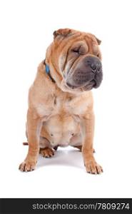 shar pei dog. Front view of Shar Pei dog sitting, isolated on a white background