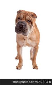 shar pei dog. Front view of Shar Pei dog standing and looking ar camera, isolated on a white background