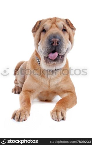 shar pei dog. Front view of Shar Pei lying. Dog sticking out tongue, isolated on a white background