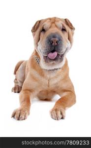 shar pei dog. Front view of Shar Pei lying. Dog sticking out tongue, isolated on a white background