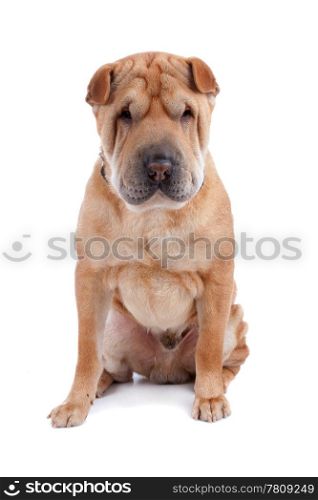 shar pei dog. Front view of Shar Pei sitting, dog looking at camera isolated on a white background