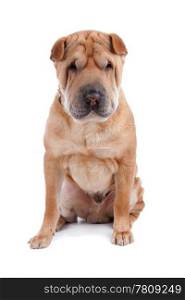 shar pei dog. Front view of Shar Pei sitting, dog looking at camera isolated on a white background
