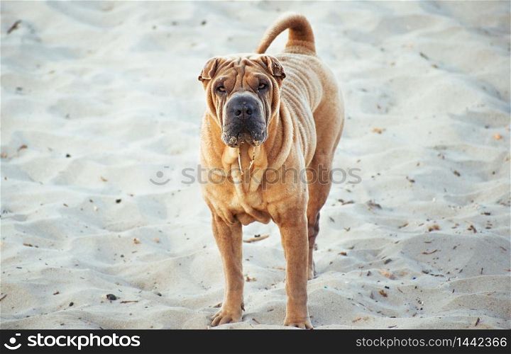Shar Pei dog standing on the beach staring at the camera.. Shar Pei staring at camera on the beach.