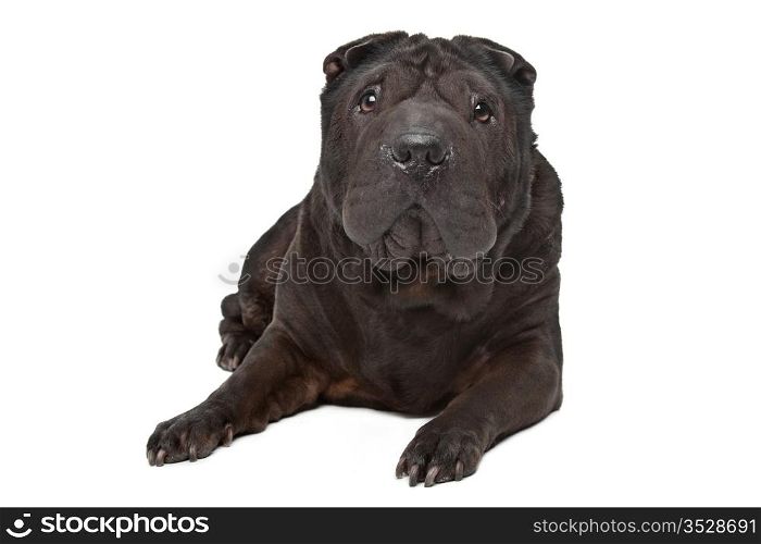Shar-Pei. Shar-Pei in front of a white background