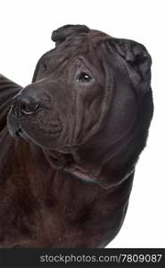 shar pei. shar pei in front of a white background