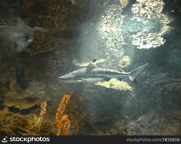 Shark moving in the water of the sea