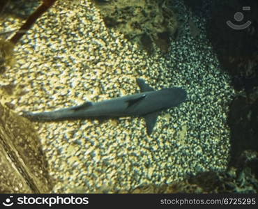 Shark moving underwater between the rocks near the bottom