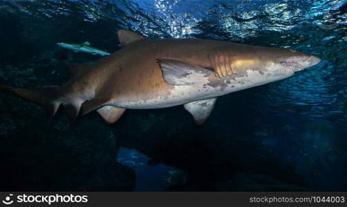 Shark swimming marine life in the ocean / Sand tiger shark picture sea underwater