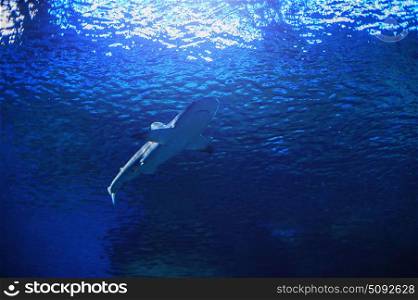 Shark swimming under water. Shark swimming under the clear blue water surface