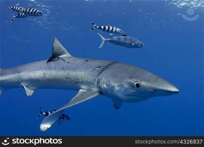 Shark swimming with fish underwater