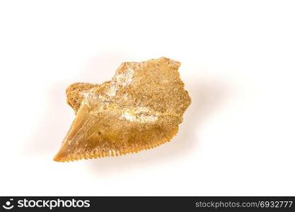 shark tooth, fossil of a pygmy white shark