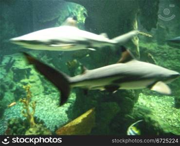 Sharks moving underwater between the rocks near the bottom