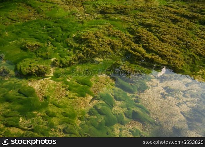 sharp lake bottom with alge (NIKON D80; 10.6.2007; 1/40 at f/5.6; ISO 200; white balance: Auto; focal length: 18 mm)