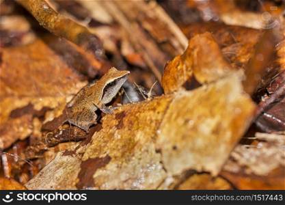 Sharp-snouted Shrub Frog, Philautus cuspis, Pseudophilautus cuspis, Sinharaja National Park Rain Forest, World Heritage Site, UNESCO, Biosphere Reserve, National Wilderness Area, Sri Lanka, Asia