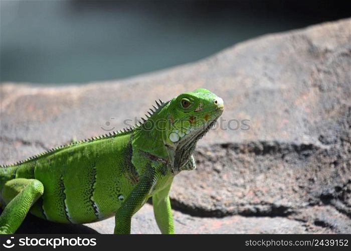 Sharp spines down the back of a green iguana in the sun.