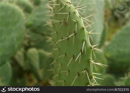 Sharp spines on a green cactus plant.