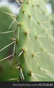 Sharp spines on a green cactus plant.