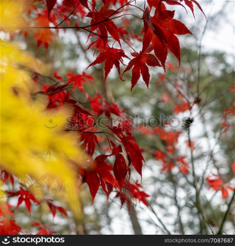 Sharply illustrated red Japanese maple in front of blurred illustrated yellow fan maple (Acer japonicum).