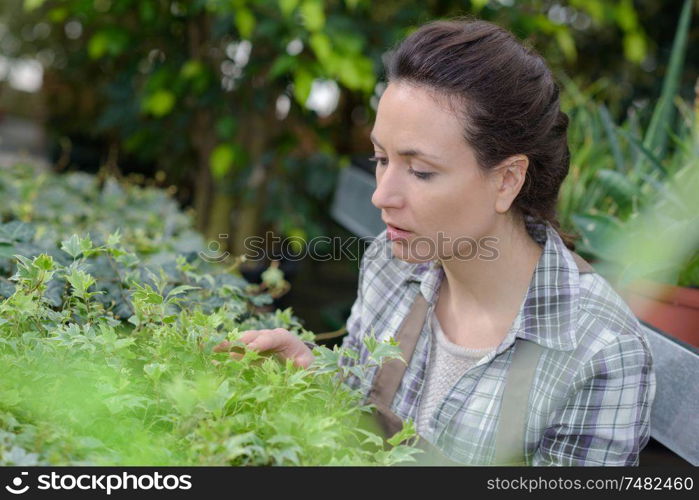 she is inspecting the plants