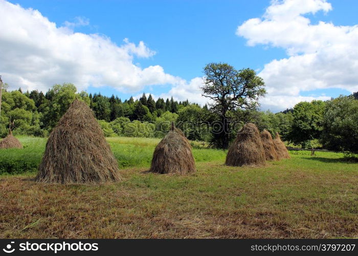 sheafs of hay standing on the field in Carpathian mountains