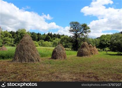 sheafs of hay standing on the field in Carpathian mountains
