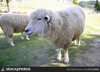 Sheep