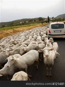 Sheep and Car on Rural Road