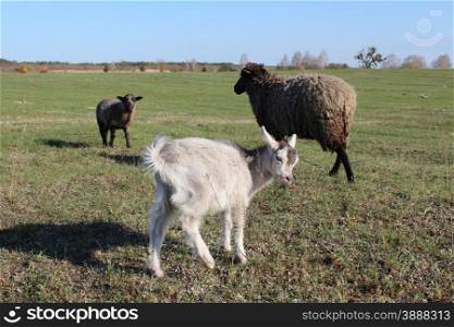 sheep and goat grazing on the grass. sheep and goat grazing on the green grass of pasture